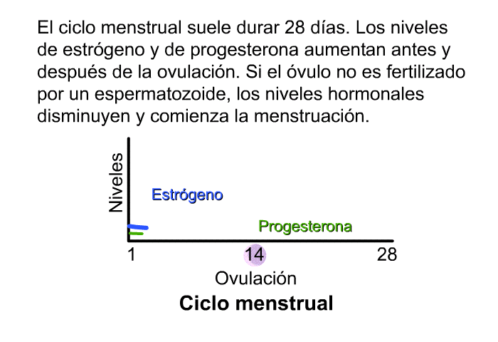 El ciclo menstrual suele durar 28 das. Los niveles de estrgeno y de progesterona aumentan antes y despus de la ovulacin. Si el vulo no es fertilizado por un espermatozoide, los niveles hormonales disminuyen y comienza la menstruacin.