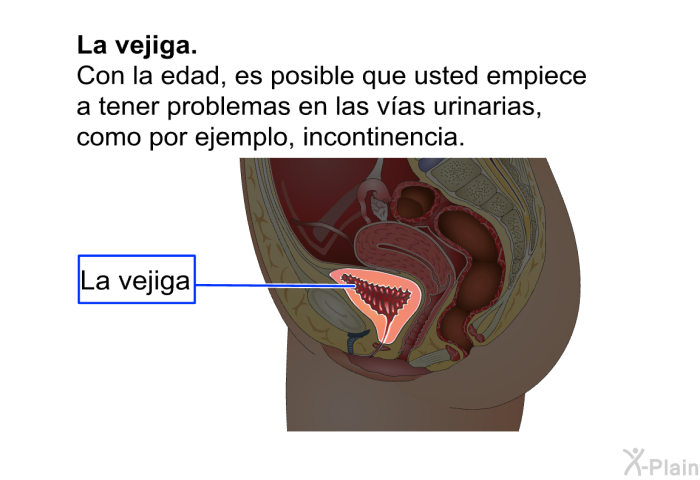 <B>La vejiga: </B> Con la edad, es posible que usted empiece a tener problemas en las v�as urinarias, como por ejemplo, incontinencia.