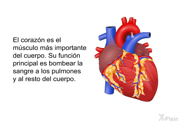 El corazn es el msculo ms importante del cuerpo. Su funcin principal es bombear la sangre a los pulmones y al resto del cuerpo.
