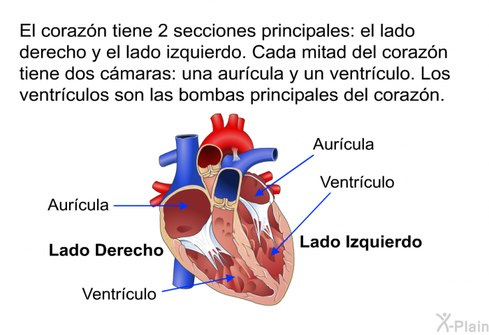 El corazn tiene 2 secciones principales: el lado derecho y el lado izquierdo. Cada mitad del corazn tiene dos cmaras: una aurcula y un ventrculo. Los ventrculos son las bombas principales del corazn.