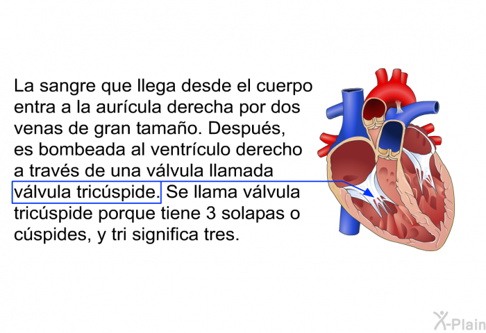 La sangre que llega desde el cuerpo entra a la aurcula derecha por dos venas de gran tamao. Despus, es bombeada al ventrculo derecho a travs de una vlvula llamada vlvula tricspide. Se llama vlvula tricspide porque tiene 3 solapas o cspides, y <I>tri</I> significa tres.