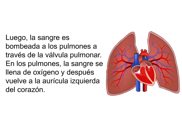 Luego, la sangre es bombeada a los pulmones a travs de la vlvula pulmonar. En los pulmones, la sangre se llena de oxgeno y despus vuelve a la aurcula izquierda del corazn.
