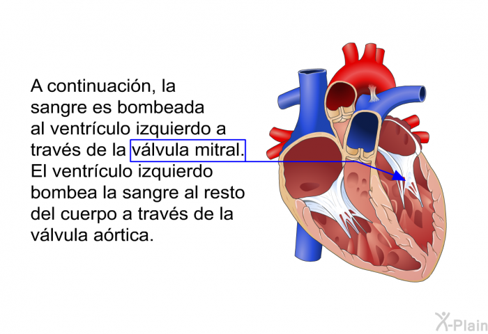 A continuacin, la sangre es bombeada al ventrculo izquierdo a travs de la vlvula mitral. El ventrculo izquierdo bombea la sangre al resto del cuerpo a travs de la vlvula artica.