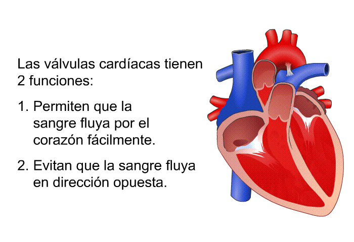 Las vlvulas cardacas tienen 2 funciones:  Permiten que la sangre fluya por el corazn fcilmente. Evitan que la sangre fluya en direccin opuesta.