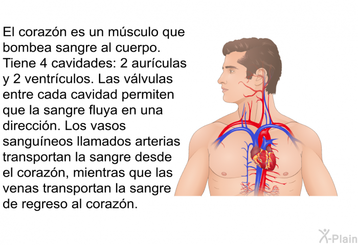 El corazn es un msculo que bombea sangre al cuerpo. Tiene 4 cavidades: 2 aurculas y 2 ventrculos. Las vlvulas entre cada cavidad permiten que la sangre fluya en una direccin. Los vasos sanguneos llamados arterias transportan la sangre desde el corazn, mientras que las venas transportan la sangre de regreso al corazn.