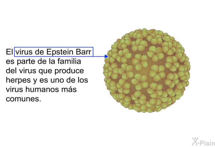 El virus de Epstein Barr es parte de la familia del virus que produce herpes y es uno de los virus humanos ms comunes.