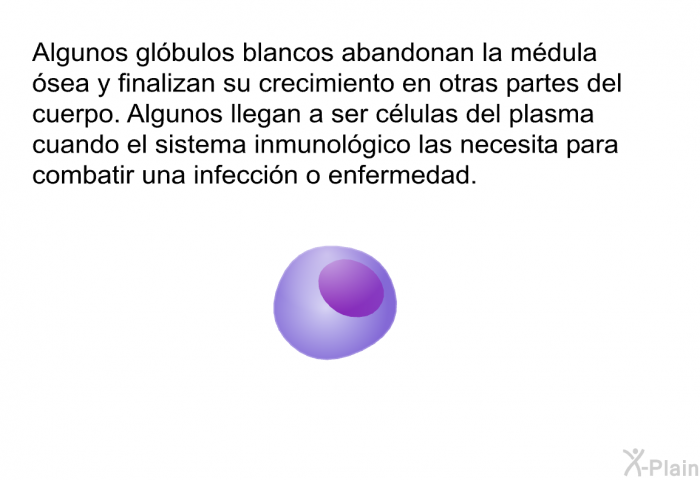 Algunos glbulos blancos abandonan la mdula sea y finalizan su crecimiento en otras partes del cuerpo. Algunos llegan a ser clulas del plasma cuando el sistema inmunolgico las necesita para combatir una infeccin o enfermedad.