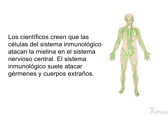 Los cient�ficos creen que las c�lulas del sistema inmunol�gico atacan la mielina en el sistema nervioso central. El sistema inmunol�gico suele atacar g�rmenes y cuerpos extra�os.