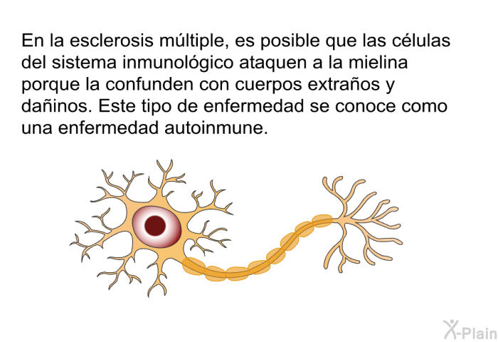 En la esclerosis m�ltiple, es posible que las c�lulas del sistema inmunol�gico ataquen a la mielina porque la confunden con cuerpos extra�os y da�inos. Este tipo de enfermedad se conoce como una <I>enfermedad autoinmune</I>.