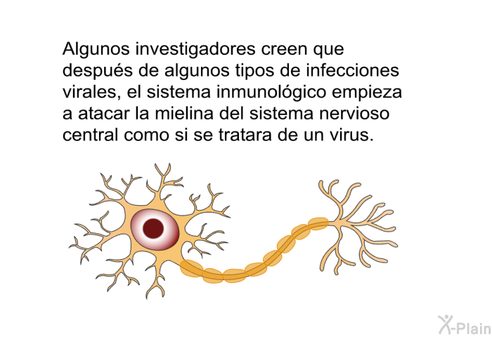 Algunos investigadores creen que despu�s de algunos tipos de infecciones virales, el sistema inmunol�gico empieza a atacar la mielina del sistema nervioso central como si se tratara de un virus.