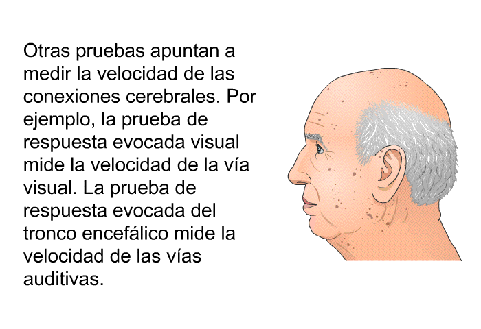 Otras pruebas apuntan a medir la velocidad de las conexiones cerebrales. Por ejemplo, la prueba de respuesta evocada visual mide la velocidad de la va visual. La prueba de respuesta evocada del tronco enceflico mide la velocidad de las vas auditivas.