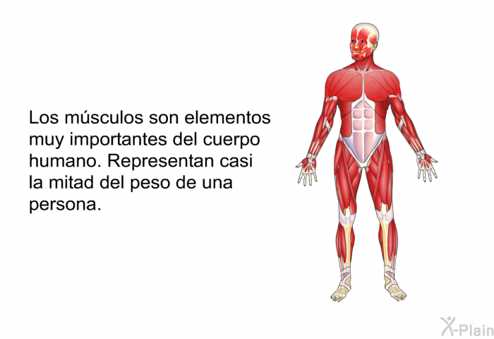 Los msculos son elementos muy importantes del cuerpo humano. Representan casi la mitad del peso de una persona.
