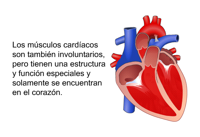 Los msculos cardacos son tambin involuntarios, pero tienen una estructura y funcin especiales y solamente se encuentran en el corazn.