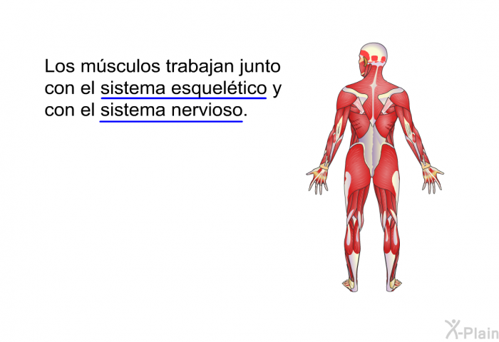Los msculos trabajan junto con el sistema esqueltico y con el sistema nervioso.