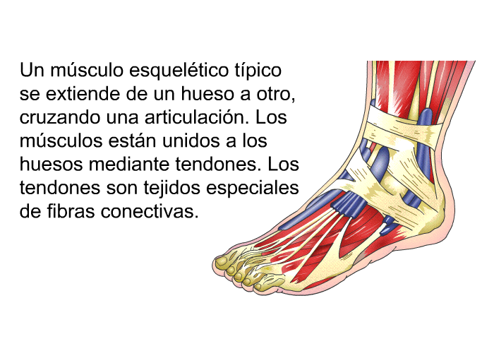Un msculo esqueltico tpico se extiende de un hueso a otro, cruzando una articulacin. Los msculos estn unidos a los huesos mediante tendones. Los tendones son tejidos especiales de fibras conectivas.