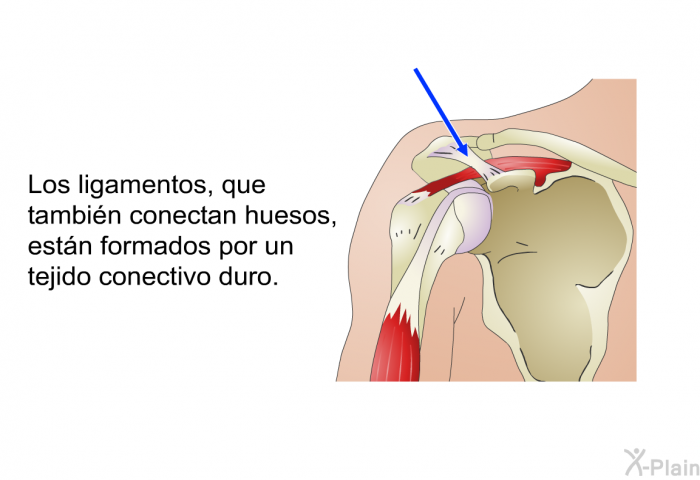 Los ligamentos, que tambin conectan huesos, estn formados por un tejido conectivo duro.