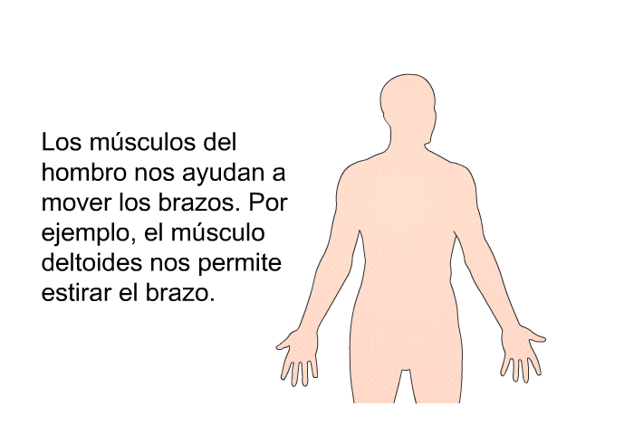 Los msculos del hombro nos ayudan a mover los brazos. Por ejemplo, el msculo deltoides nos permite estirar el brazo.