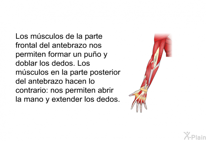 Los msculos de la parte frontal del antebrazo nos permiten formar un puo y doblar los dedos. Los msculos en la parte posterior del antebrazo hacen lo contrario: nos permiten abrir la mano y extender los dedos.
