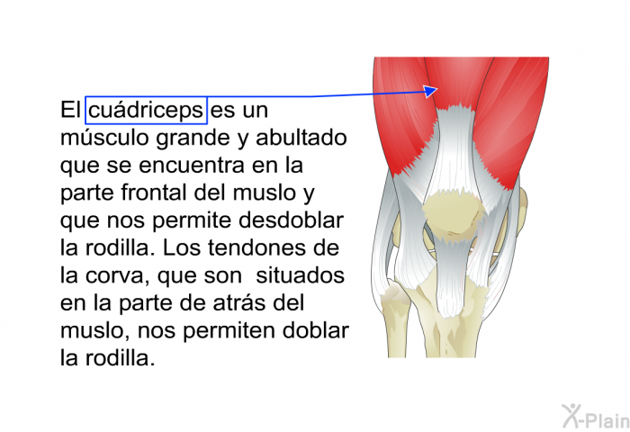 El cudriceps es un msculo grande y abultado que se encuentra en la parte frontal del muslo y que nos permite desdoblar la rodilla. Los tendones de la corva, que son situados en la parte de atrs del muslo, nos permiten doblar la rodilla.