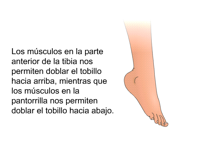 Los msculos en la parte anterior de la tibia nos permiten doblar el tobillo hacia arriba, mientras que los msculos en la pantorrilla nos permiten doblar el tobillo hacia abajo.