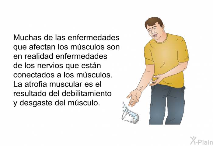 Muchas de las enfermedades que afectan los msculos son en realidad enfermedades de los nervios que estn conectados a los msculos. La atrofia muscular es el resultado del debilitamiento y desgaste del msculo.