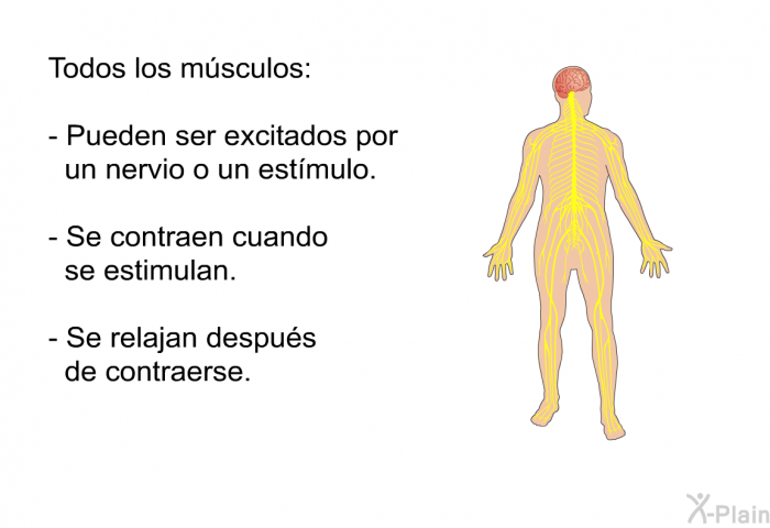 Todos los m�sculos:  Pueden ser excitados por un nervio o un est�mulo. Se contraen cuando se estimulan. Se relajan despu�s de contraerse.