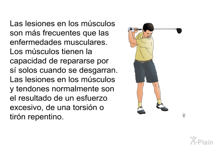 Las lesiones en los m�sculos son m�s frecuentes que las enfermedades musculares. Los m�sculos tienen la capacidad de repararse por s� solos cuando se desgarran. Las lesiones en los m�sculos y tendones normalmente son el resultado de un esfuerzo excesivo, de una torsi�n o tir�n repentino.