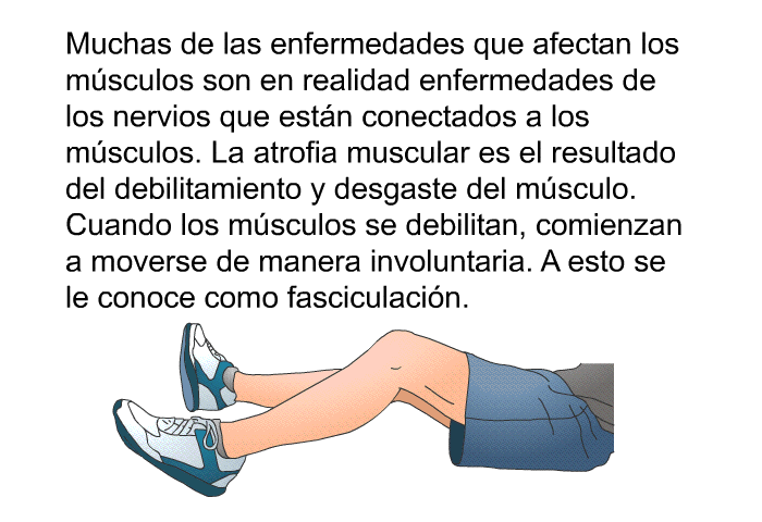 Muchas de las enfermedades que afectan los m�sculos son en realidad enfermedades de los nervios que est�n conectados a los m�sculos. La atrofia muscular es el resultado del debilitamiento y desgaste del m�sculo. Cuando los m�sculos se debilitan, comienzan a moverse de manera involuntaria. A esto se le conoce como fasciculaci�n.