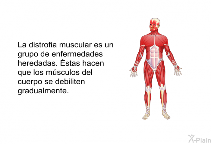 La distrofia muscular es un grupo de enfermedades heredadas. Éstas hacen que los msculos del cuerpo se debiliten gradualmente.