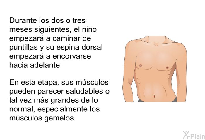 Durante los dos o tres meses siguientes, el nio empezar a caminar de puntillas y su espina dorsal empezar a encorvarse hacia adelante. En esta etapa, sus msculos pueden parecer saludables o tal vez ms grandes de lo normal, especialmente los msculos gemelos.