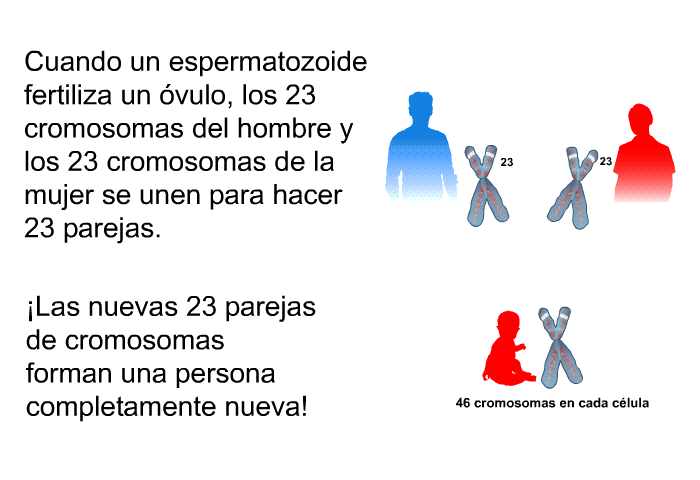 Cuando un espermatozoide fertiliza un vulo, los 23 cromosomas del hombre y los 23 cromosomas de la mujer se unen para hacer 23 parejas. ¡Las nuevas 23 parejas de cromosomas forman una persona completamente nueva!
