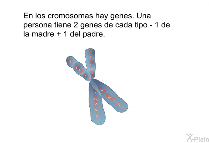En los cromosomas hay genes. Una persona tiene 2 genes de cada tipo – 1 de la madre + 1 del padre.