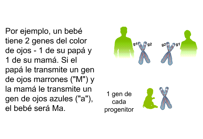Por ejemplo, un beb tiene 2 genes del color de ojos – 1 de su pap y 1 de su mam. Si el pap le transmite un gen de ojos marrones (“M”) y la mam le transmite un gen de ojos azules (“a”), el beb ser Ma.