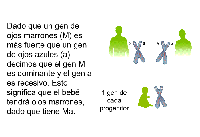 Dado que un gen de ojos marrones (M) es ms fuerte que un gen de ojos azules (a), decimos que el gen M es dominante y el gen a es recesivo. Esto significa que el beb tendr ojos marrones, dado que tiene Ma.