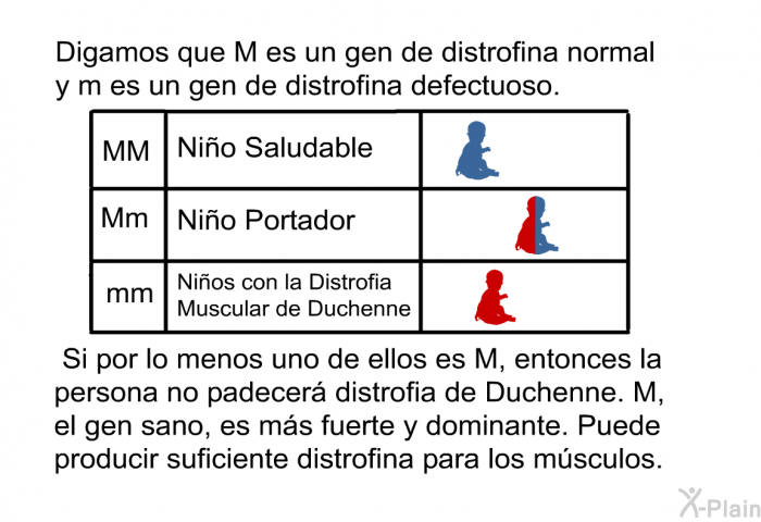 Digamos que M es un gen de distrofina normal y m es un gen de distrofina defectuoso. Si por lo menos uno de ellos es M, entonces la persona <U>no</U> padecer distrofia de Duchenne. M, el gen sano, es ms fuerte y dominante. Puede producir suficiente distrofina para los msculos.