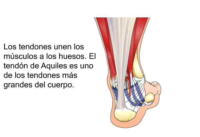 Los tendones unen los msculos a los huesos. El tendn de Aquiles es uno de los tendones ms grandes del cuerpo.