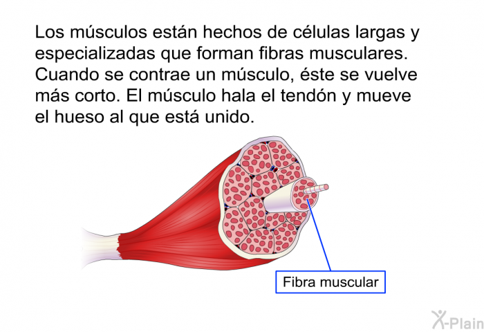 Los msculos estn hechos de clulas largas y especializadas que forman fibras musculares. Cuando se contrae un msculo, ste se vuelve ms corto. El msculo hala el tendn y mueve el hueso al que est unido.