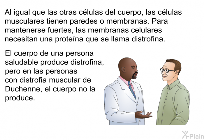 Al igual que las otras clulas del cuerpo, las clulas musculares tienen paredes o membranas. Para mantenerse fuertes, las membranas celulares necesitan una protena que se llama distrofina. El cuerpo de una persona saludable produce distrofina, pero en las personas con distrofia muscular de Duchenne, el cuerpo no la produce.