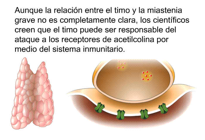 Aunque la relacin entre el timo y la miastenia grave no es completamente clara, los cientficos creen que el timo puede ser responsable del ataque a los receptores de acetilcolina por medio del sistema inmunitario.