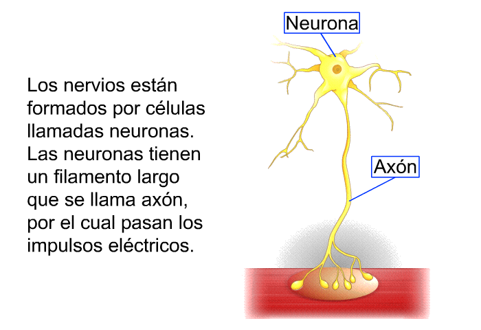 Los nervios estn formados por clulas llamadas neuronas. Las neuronas tienen un filamento largo que se llama axn, por el cual pasan los impulsos elctricos.