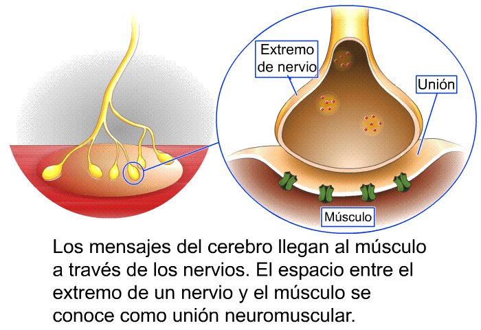 Los mensajes del cerebro llegan al msculo a travs de los nervios. El espacio entre el extremo de un nervio y el msculo se conoce como unin neuromuscular.