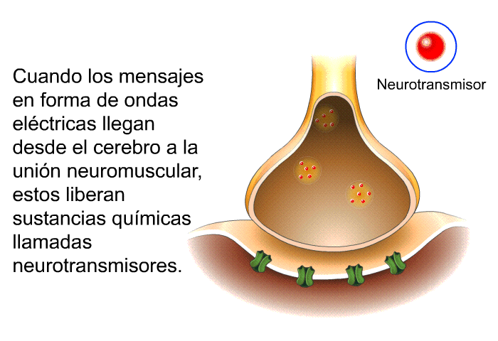 Cuando los mensajes en forma de ondas elctricas llegan desde el cerebro a la unin neuromuscular, estos liberan sustancias qumicas llamadas neurotransmisores.