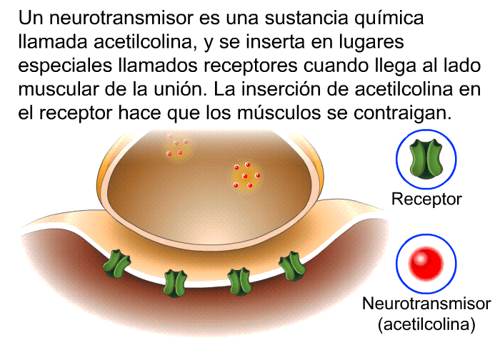 Un neurotransmisor es una sustancia qumica llamada acetilcolina, y se inserta en lugares especiales llamados receptores cuando llega al lado muscular de la unin. La insercin de acetilcolina en el receptor hace que los msculos se contraigan.