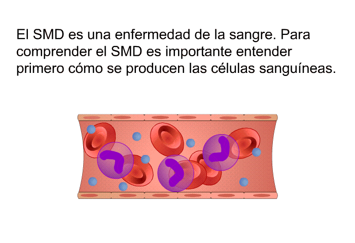 El SMD es una enfermedad de la sangre. Para comprender el SMD es importante entender primero cmo se producen las clulas sanguneas.