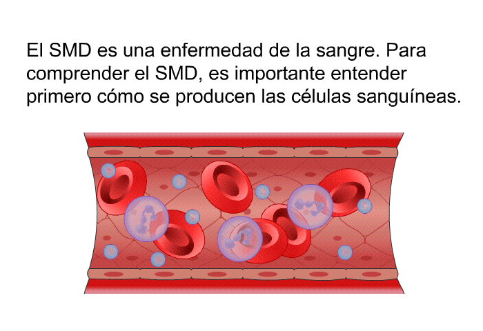 El SMD es una enfermedad de la sangre. Para comprender el SMD, es importante entender primero cmo se producen las clulas sanguneas.