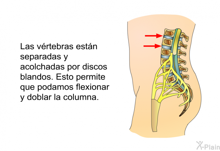 Las vrtebras estn separadas y acolchadas por discos blandos. Esto permite que podamos flexionar y doblar la columna.