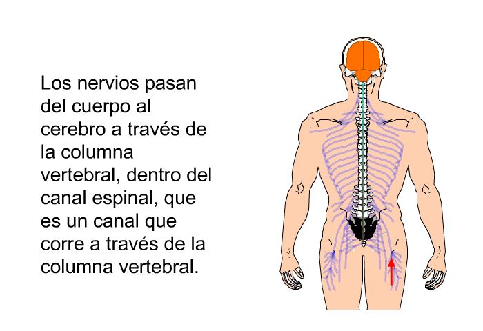 Los nervios pasan del cuerpo al cerebro a travs de la columna vertebral, dentro del canal espinal, que es un canal que corre a travs de la columna vertebral.
