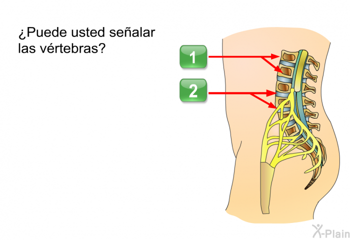 ¿Puede usted sealar las vrtebras?