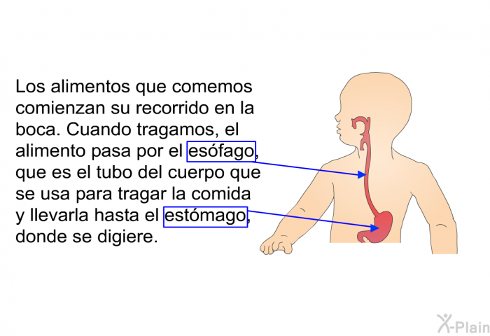 Los alimentos que comemos comienzan su recorrido en la boca. Cuando tragamos, el alimento pasa por el esfago, que es el tubo del cuerpo que se usa para tragar la comida y llevarla hasta el estmago, donde se digiere.