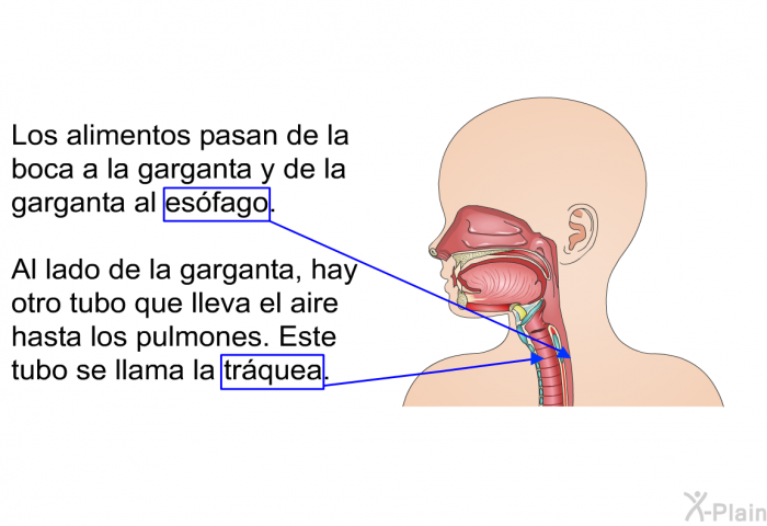 Los alimentos pasan de la boca a la garganta y de la garganta al esfago. Al lado de la garganta, hay otro tubo que lleva el aire hasta los pulmones. Este tubo se llama la trquea.